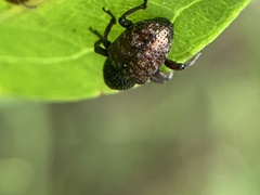 Chalcodermus collaris