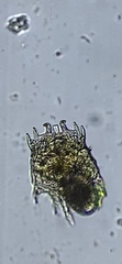 Plationus patulus