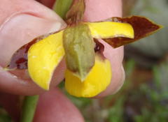 Eulophia parviflora