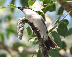 Dryoscopus cubla hamatus