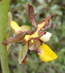 Eulophia parviflora