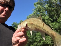 Micropterus henshalli