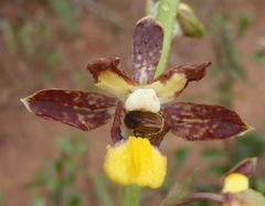 Eulophia parviflora