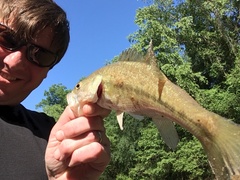 Micropterus henshalli