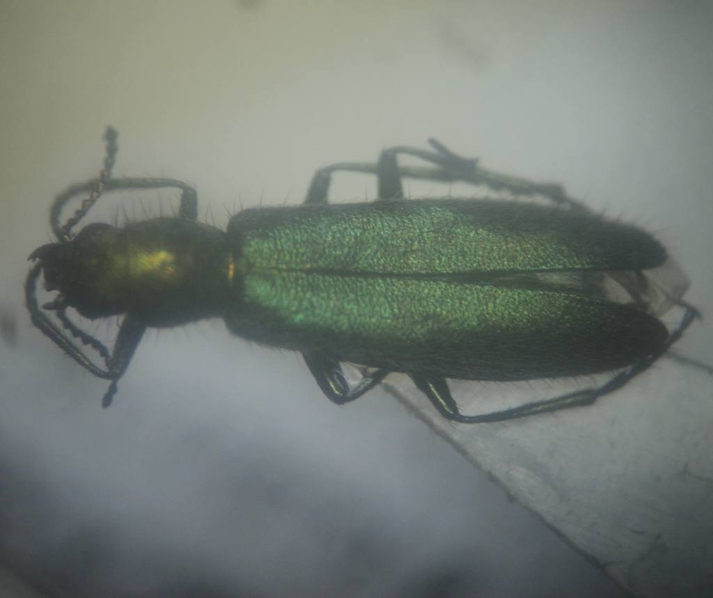 Psilothrix albilanea
