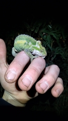 Bradypodion thamnobates