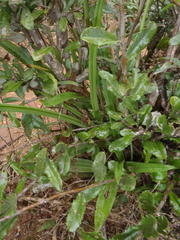 Eulophia parviflora