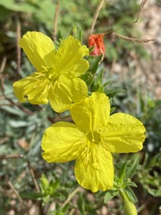 Oenothera tubicula