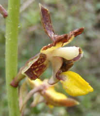 Eulophia parviflora