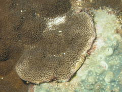 Montipora monasteriata