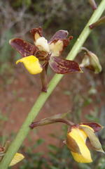 Eulophia parviflora