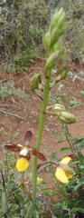 Eulophia parviflora