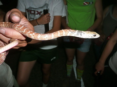 Masticophis flagellum piceus