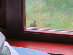 Troglodytes troglodytes zetlandicus