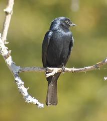 Melaenornis pammelaina ater
