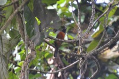 Terpsiphone rufiventer neumanni