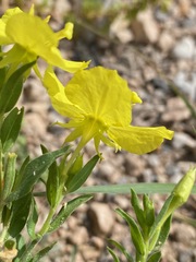 Oenothera tubicula