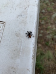 Phidippus insignarius
