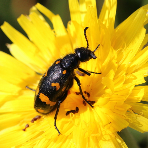 Hycleus polymorphus · iNaturalist