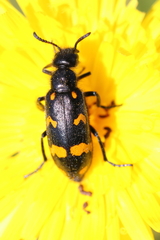 Hycleus polymorphus