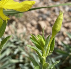 Oenothera tubicula