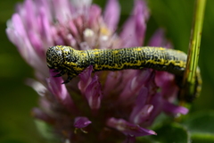 Lycia alpina