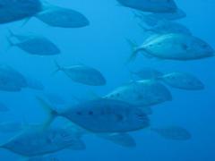Carangidae