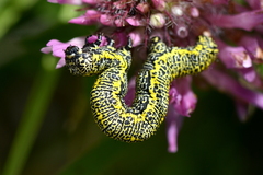 Lycia alpina