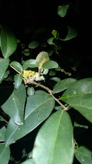 Bradypodion thamnobates