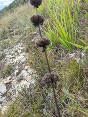 Phlomoides tuberosa
