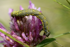 Lycia alpina
