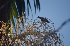 Thraupis palmarum