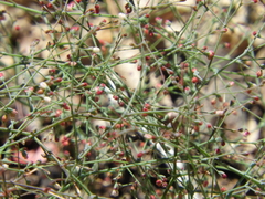 Eriogonum parishii