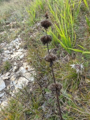 Phlomoides tuberosa