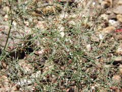 Eriogonum parishii