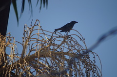 Thraupis palmarum