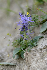 Phyteuma betonicifolium