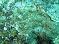 Montipora undata