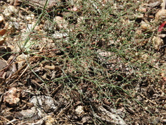 Eriogonum parishii