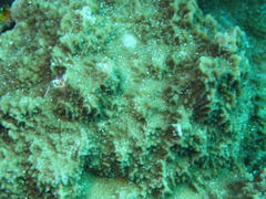 Montipora undata