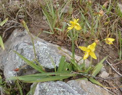 Cyanella lutea lutea