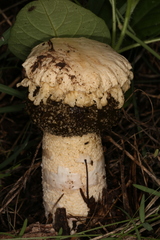 Itajahya galericulata