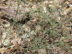 Eriogonum parishii