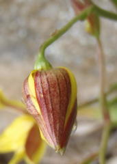 Cyanella lutea lutea