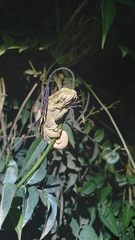 Bradypodion thamnobates