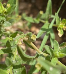 Oenothera tubicula