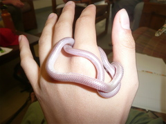 Rena humilis cahuilae