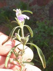 Justicia divaricata