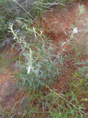 Justicia divaricata