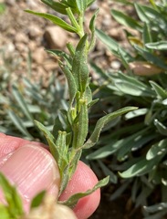 Oenothera tubicula